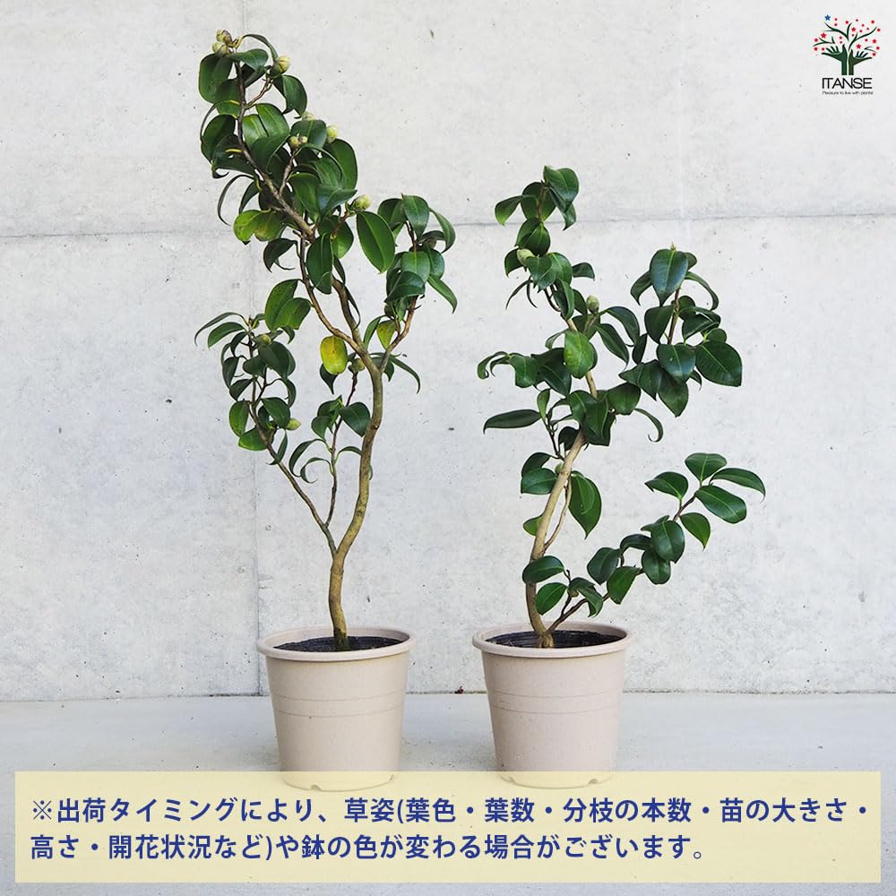 Amazon.co.jp: ITANSE 椿(ツバキ)の苗木 品種:対馬の娘(つしま Amazon.co.jp: ITANSE 椿(ツバキ)の苗木 品種:対馬の娘(つしま