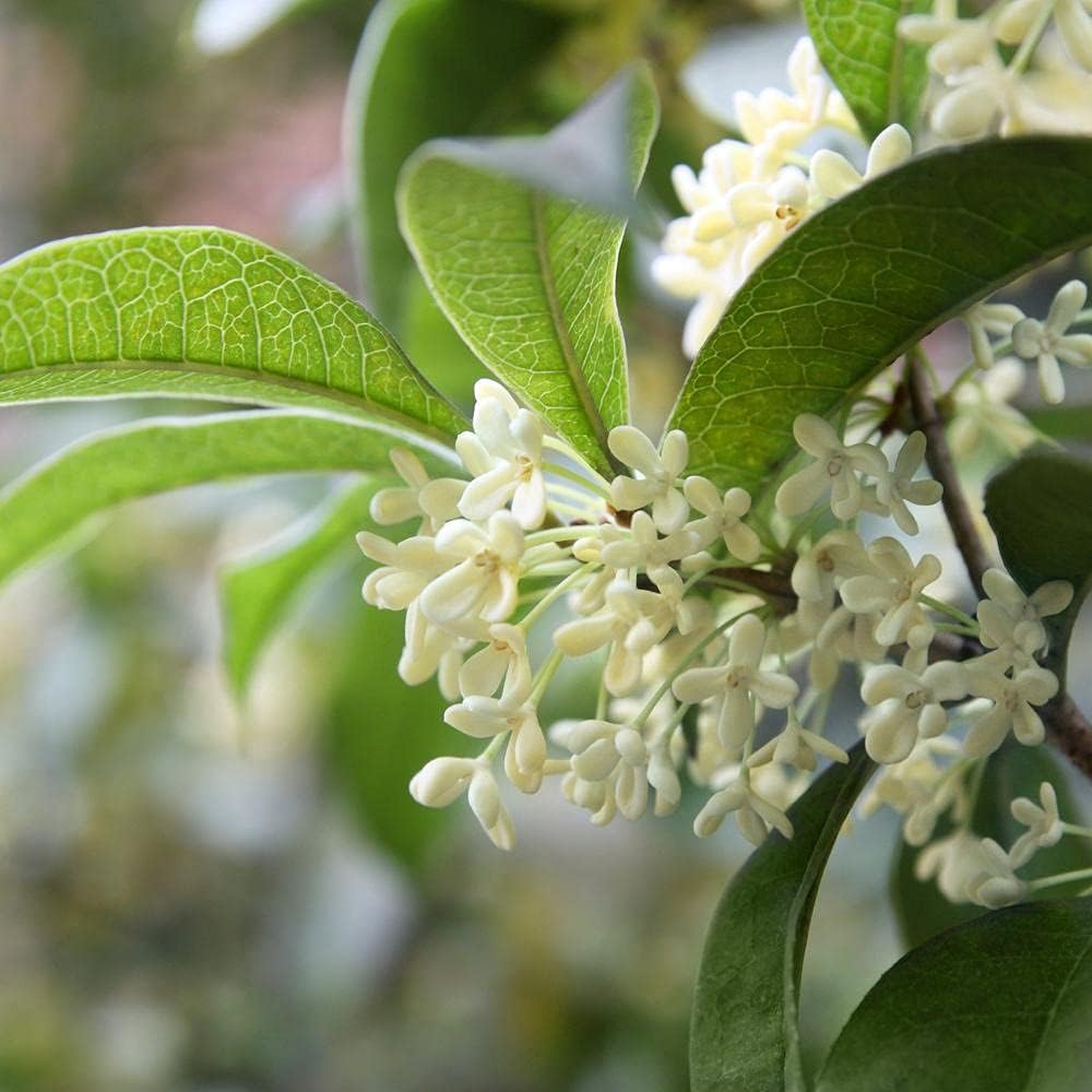 Sweet Tea Olive - Osmanthus Fragrans ‘Fudingzhu’ for G.ardening – (3’’-5’’) Tall L.ive P.Lant