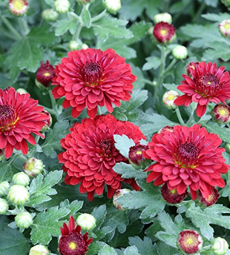 Winteraster Fellbacher Wein - Chrysanthemum Indicum - Gartenpflanze