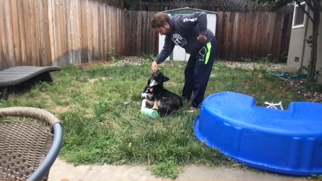 Professional 7 in 1 Dog Paw Cleaner for Dogs & Cats - Includes 1 Portable Paw Washer, 1 Bath Brush, 2 Dog Toothbrushes and 3 Absorbent Towels Note: Fits Paws 2.5 to 3.5 Inches Wide (Large, Blue) - image 8