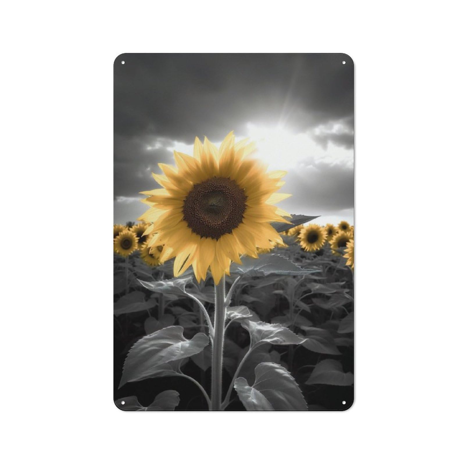 Junmoney Sunflower Black White Vintage-Inspired Tin Sign 30X20cm For Café Or Restaurant, For Cooler-Month Interiors With Vintage Character