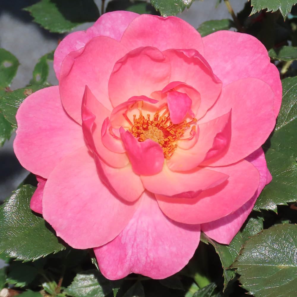 Yougarden Pink Harkness Roses 'The Eve' Rose, Established Rose In 4 Litre Pot, Ready To Plant For Beds, Borders, And Pots