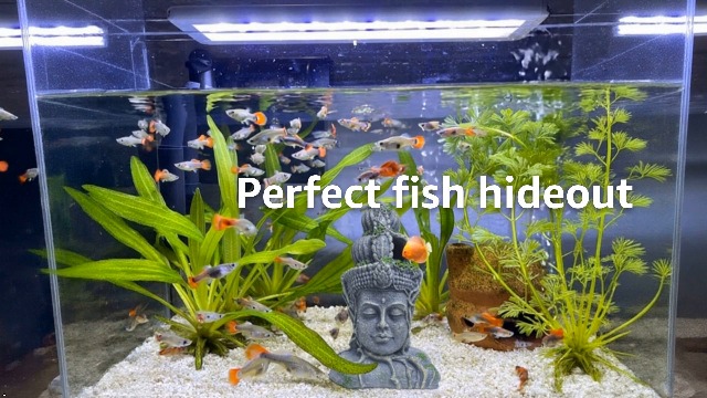 fish tank accessories for bullhead Hamiledyi Buddha Head Statue Aquarium Decorations Resin Hideout Betta Cave Large Fish Ornaments Betta Sleep Rest Hide Play Breed(Large Size) : Pet Supplies Colorful and natural feeling mc cast control Line Weight:30lb 1000 Super Strong GT