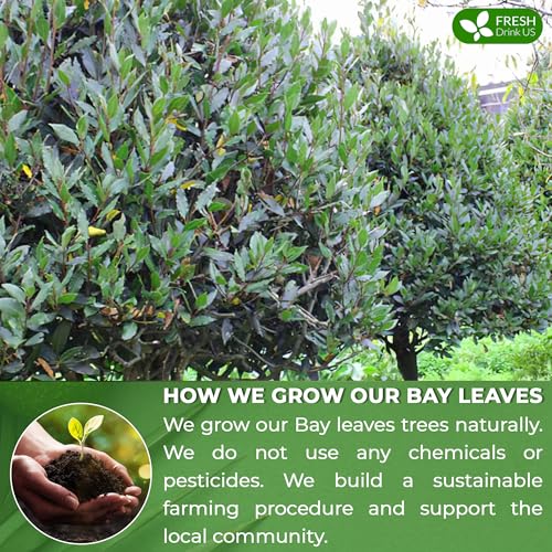 Image of FreshDrinkUS, Premium 40 Bay Leaf Tea Bags, 100% Natural & Pure from Bay Leaves. Loose Leaf Bay Herbal Tea. Made with Natural Material Tea Bags, No Sugar, No Caffeine, No Gluten, Vegan.