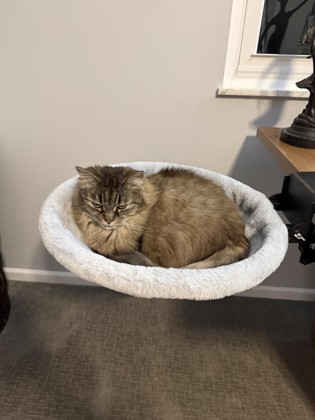 Foto de cliente con hamaca para gato