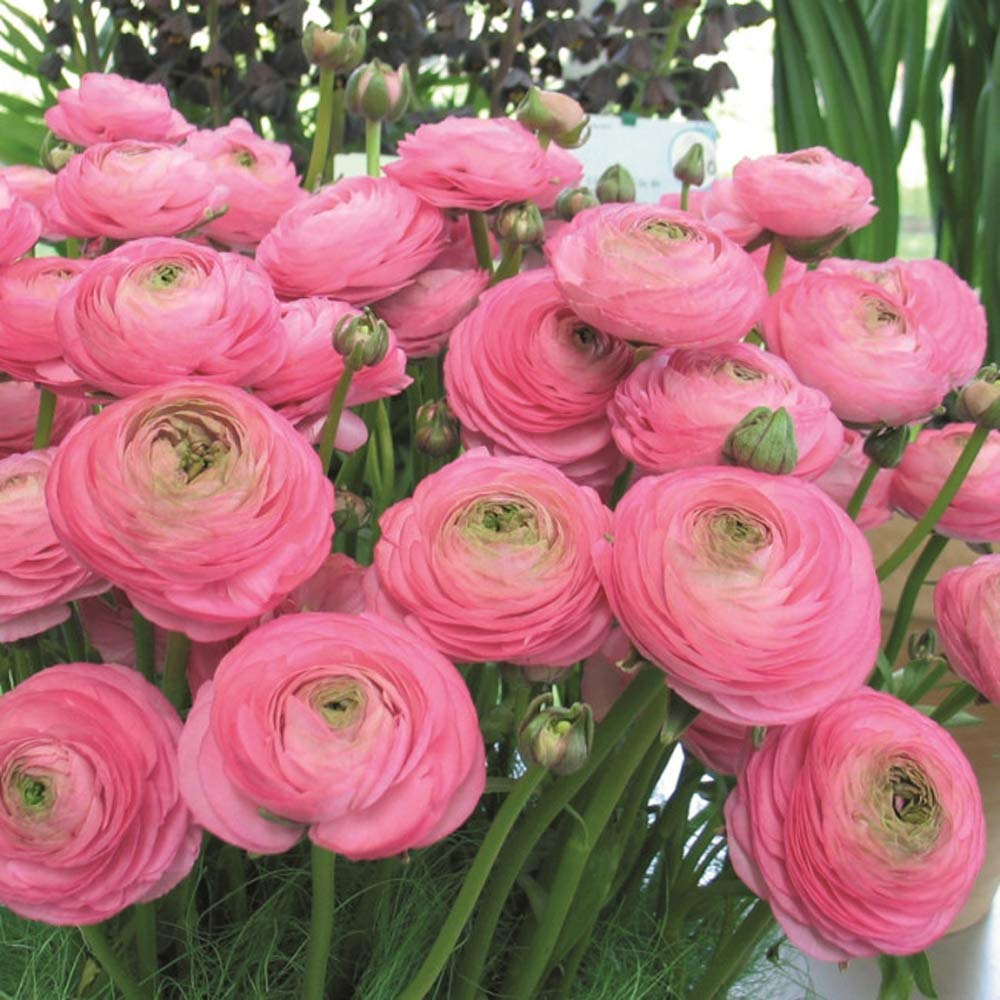 Audbhidhi Ranunculus Double Buttercup Flower Bulbs For Home Gardening (Pink) - Pack of 2 Bulbs-image-15