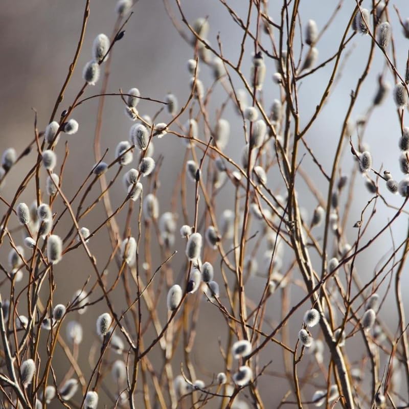 2 Pussy Willow Plant Live | French Pussy Willows for Garden Growing | 1–2 Ft Tall Young Trees | Suitable for Yard Planting and Decorative Use