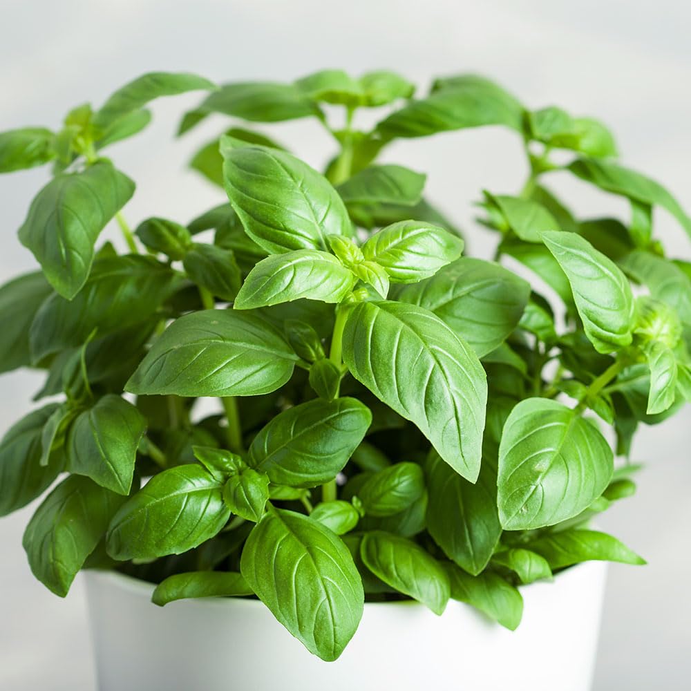 Italiano Classico Basil Seeds (Ocimum Basilicum) – Classic Sweet Basil for Pesto, Salads & Cooking – Ideal for Pots, Containers & Kitchen Gardens