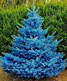 50PCS Raras de semillas de árboles de pino Semillas de la planta mágica semillas grandes de jardín semillas de plantas bonsai casero cielo azul de pino fácil crecer