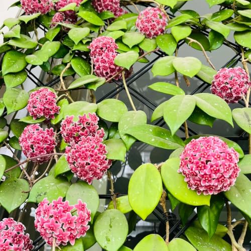Plantas Hoya de interior y exterior para decoración de balcón y jardín 4