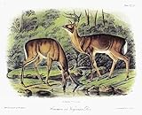 Audubon Deer Na Male (Left) And Female White-Tailed Deer (Odocoileus Virginianus) Lithograph C1854 After A Painting By John Woodhouse Audubon For John James AudubonS Viviparous Quadrupeds Of North Ame
