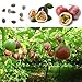 Produktbild Haloppe 100 Stück Maracuja-Samen für die Bepflanzung des Hausgartens, tropische exotische Rebe Maracuja-Samen lila Passiflora Edulis-Pflanze Fruchtsamen