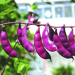 Hyacinth Bean-Purple Hyacinth Bean Red Leaved Plant Vine Seed 15+ Seeds