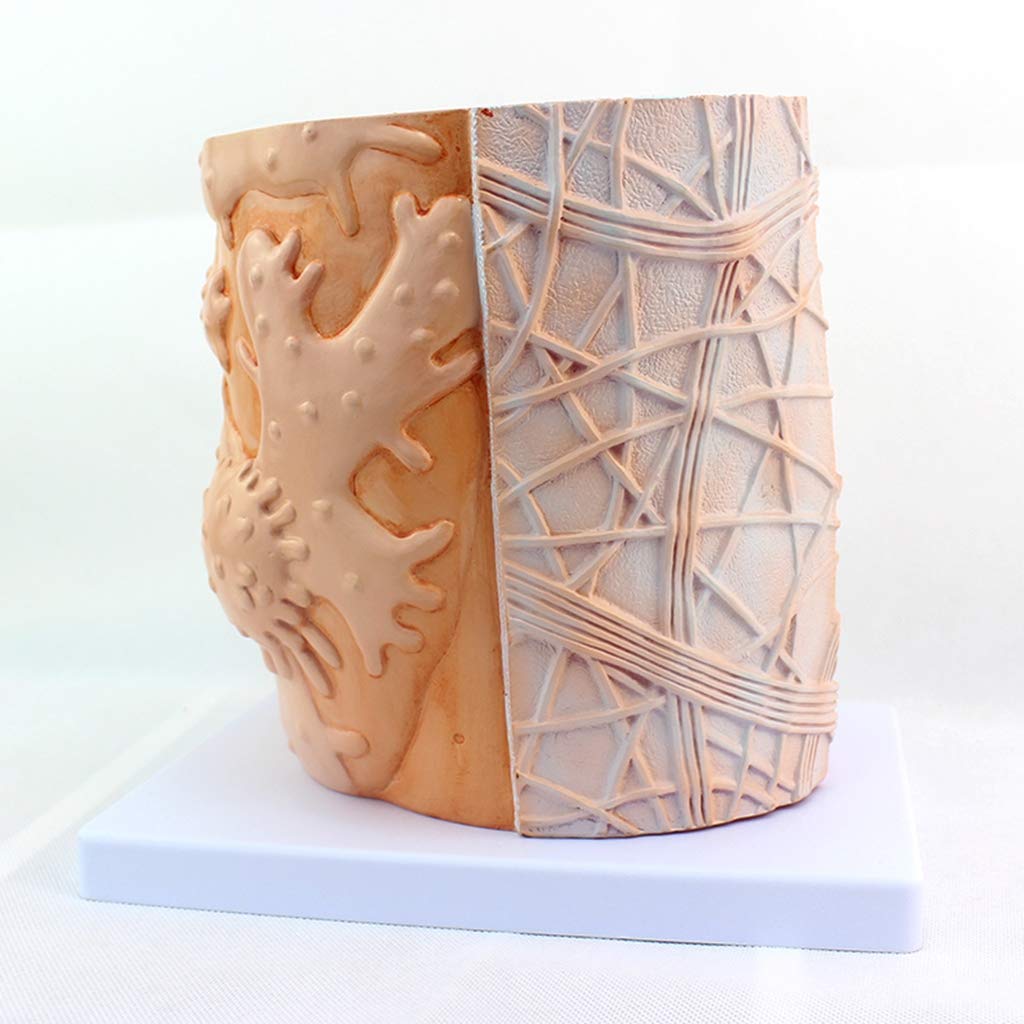 Model włókien mięśniowych, mikrostruktura, model anatomiczny, powiększenie 10 000x, ekologiczny materiał PVC, malowanie, materiały dydaktyczne do celów medycznych