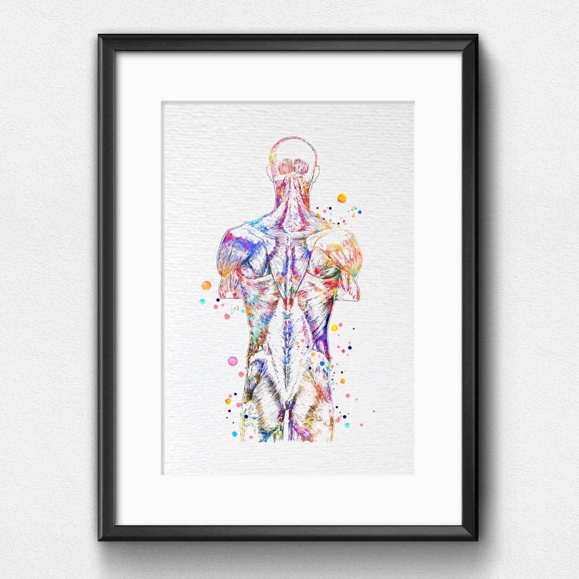 Dignovel Studios 13X19 Unframed Back Muscle Human Anatomy Watercolor Art Print Poster Medical Science Orthopedic Surgery Skeleton Chiropractor Clinic Office Wall Décor DN737