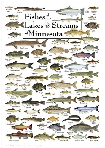 Earth Sky + Water - Fishes of the Lakes & Streams of Minnesota - Poster