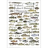 Earth Sky + Water - Fishes of the Lakes & Streams of Minnesota - Poster