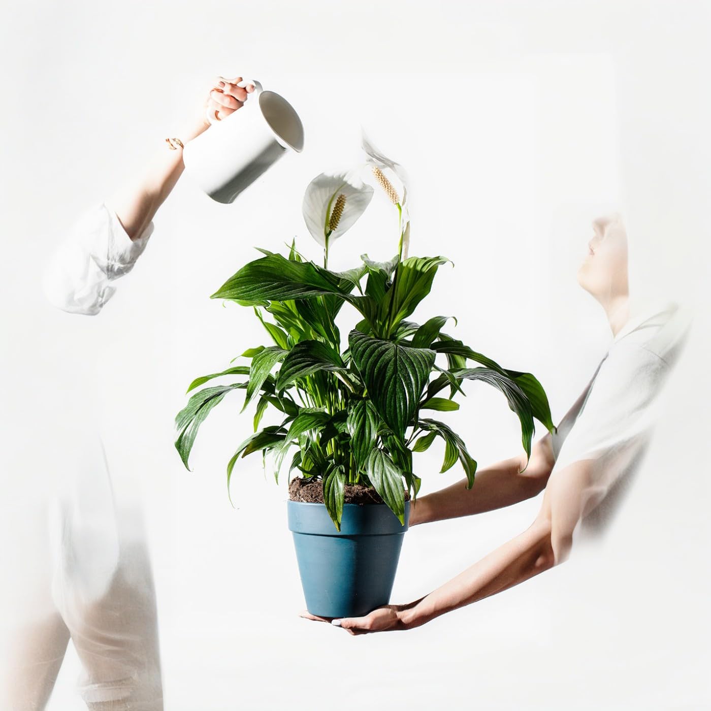 Carbeth Plants Spathiphyllum Peace Lily 'Alana' x1