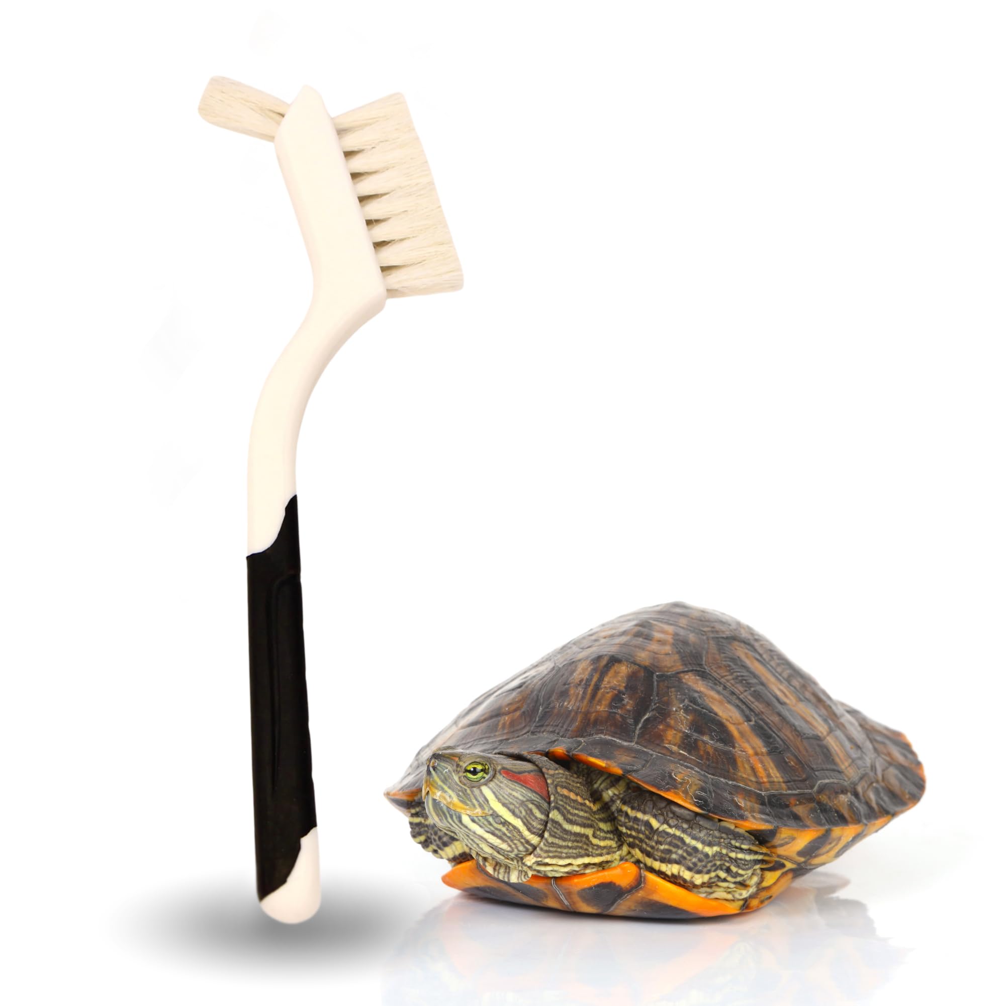 Snout and Shell Turtle Cleaning Brush Remove Aquatic Mud, Dirt, & Contaminants from Tortoises Shells & Promoting Shell Health - Goat Hair Bristle Brush with Grip Rubber Handle - White