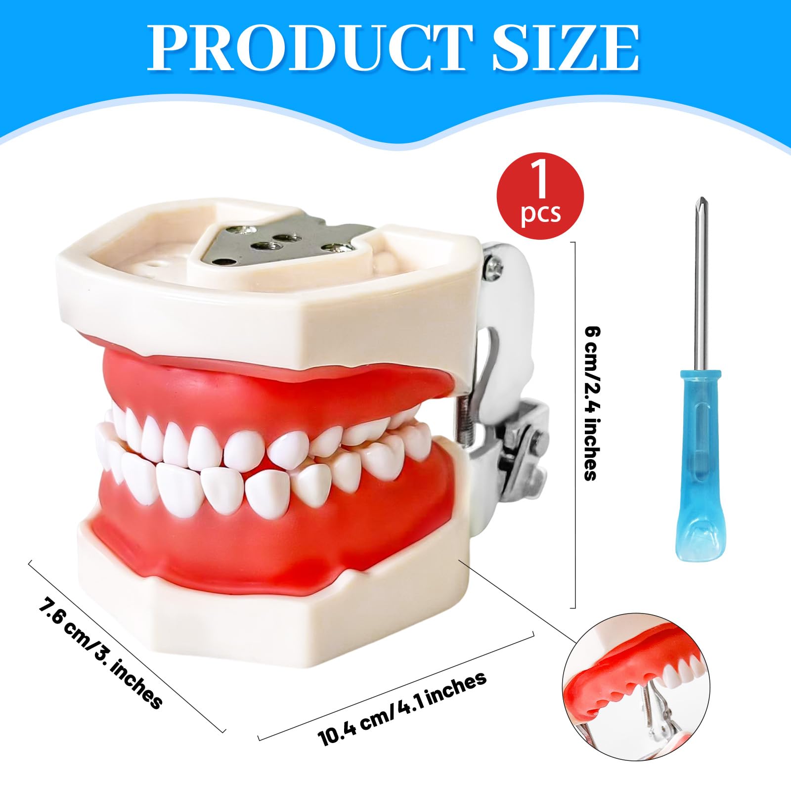 Dental Teaching Model - Practice Teeth & Gums -2 Dental Teaching Model - Practice Teeth & Gums -2