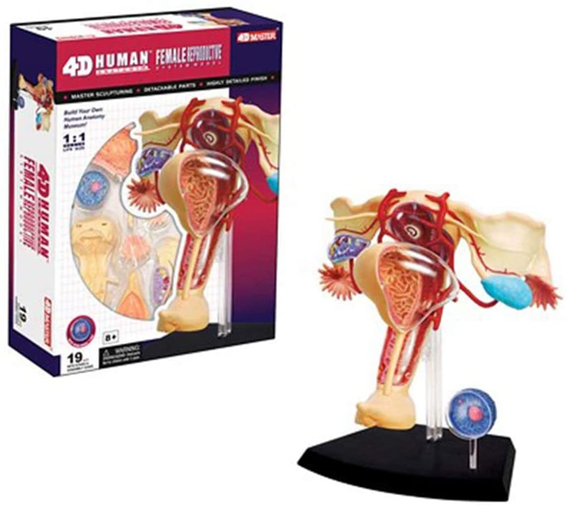 1: 1 órganos reproductivos Femeninos Humanos Ensamblaje del Rompecabezas 19 PPC 4D Modelo de enseñanza médica Manikin Ciencia Modelo anatómico 13 * 12 * 16cm