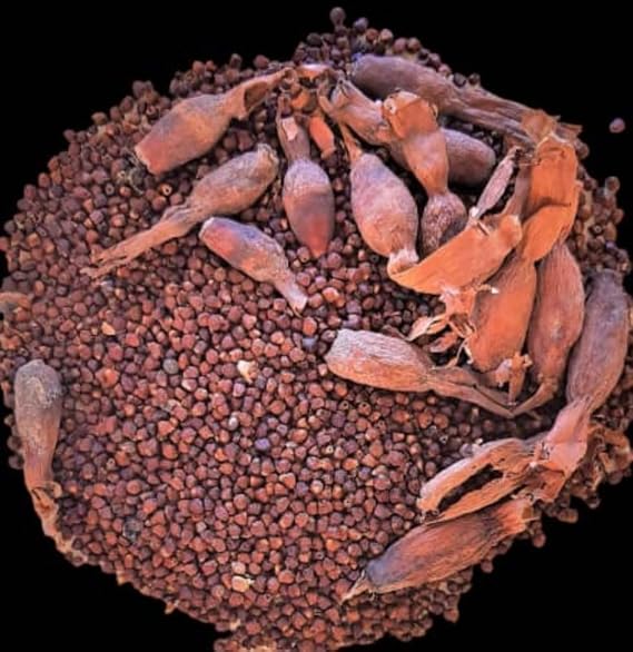 KOPABANA Organic Alligator Pepper Seeds| Mbongo spice | Spice |Ataare |Guinea Pepper | Alligator Pepper | Grains of Paradise | Lizard Pepp 1oz