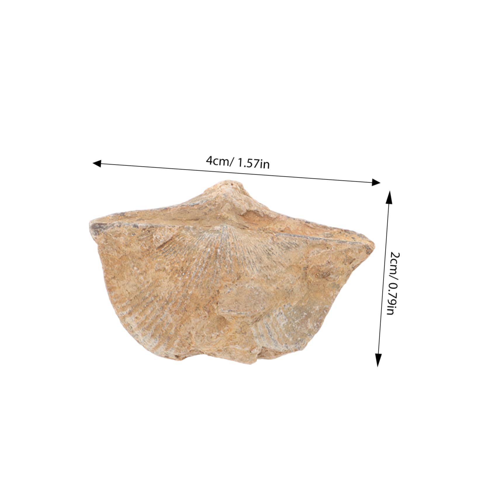 Unomor 2pcs Genuine Specimen Marine Shell Adornments Geology Study Ornament Educational