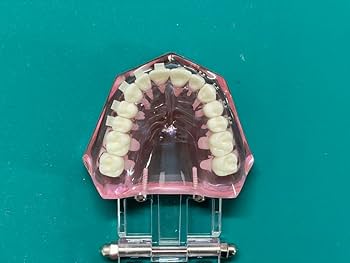 顎模型　矯正用 舌模型 [Z-1]｜株式会社ニッシン｜歯科模型・歯科材料のトップ