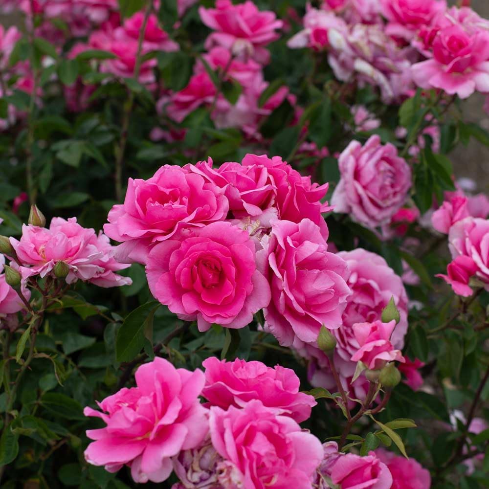 Heirloom Roses Pink Rose Bush - Earth Song Live Potted Plant for Outdoor Planting