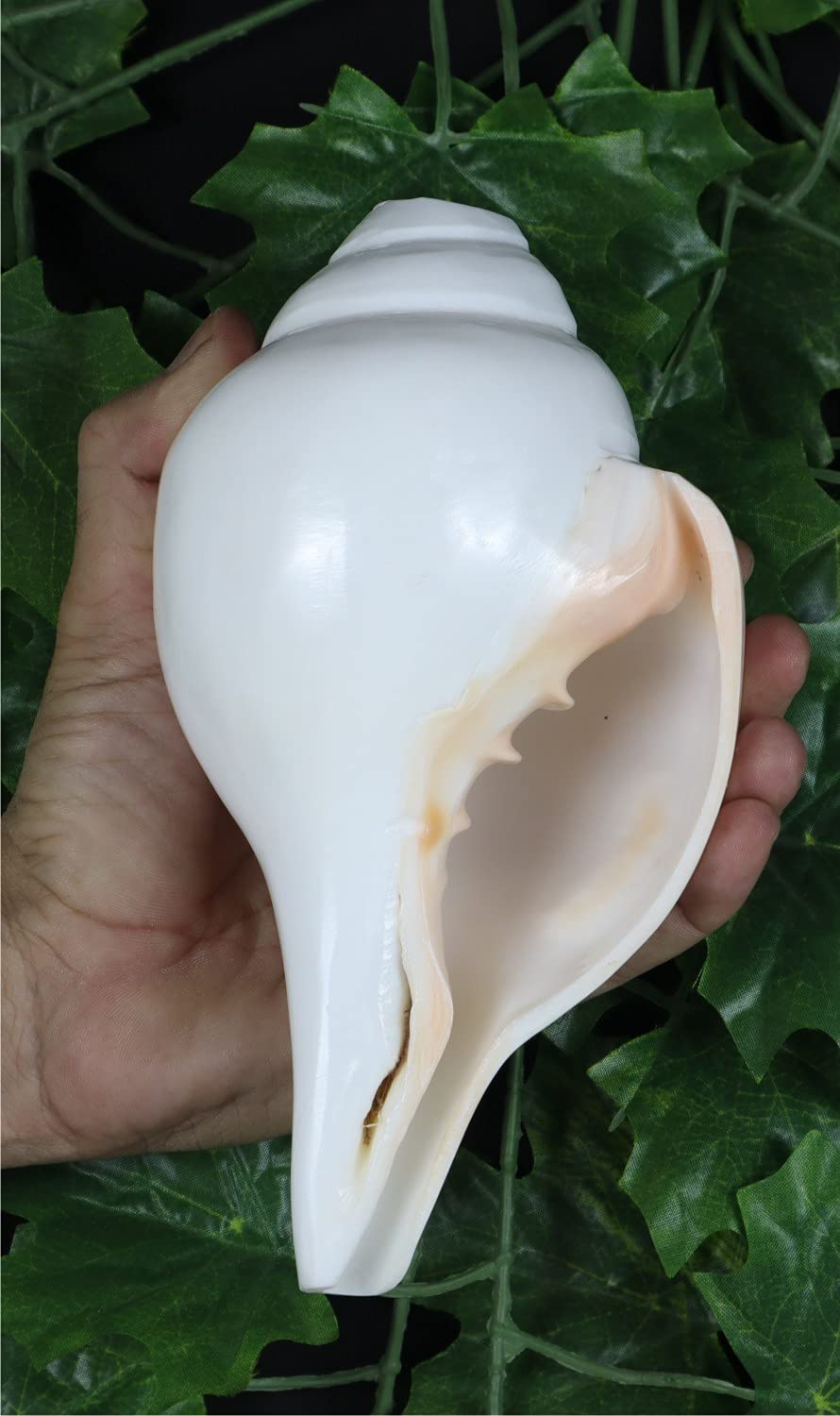 ASHIRWAD Original Blowing Shankh Vamavarti Dattatreya – Conch Muscheln – Puja Ritual – Plain Pooja Shankh – Shankhnaad (Länge: 20,3 cm Umfang: 30,5 cm)