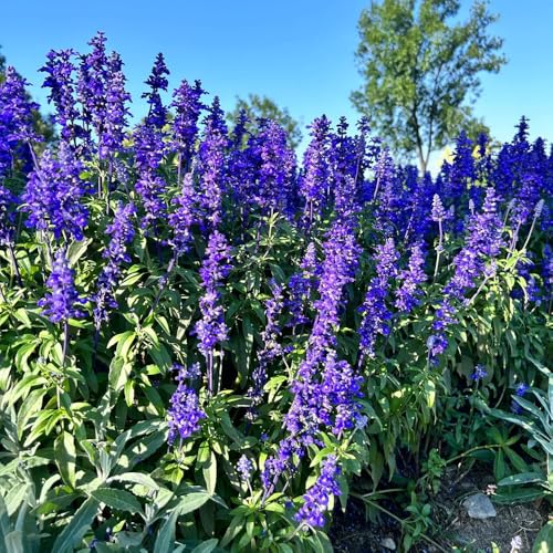 Semi di Salvia - semi di perenni Salvia japonica - selvatiche decorazione da giardino per esterni semi per aiuole rialzate biologici esotici 400pcs
