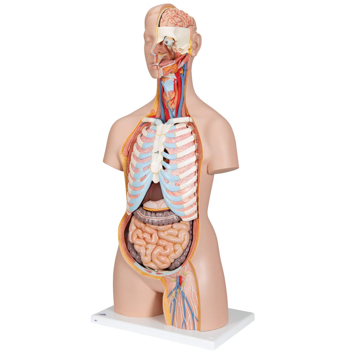 3B Scientific B17 Classic Unisex Torso w/ open back 21-part - 3B 3B Scientific B17 Classic Unisex Torso w/ open back 21-part - 3B