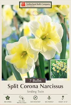 Smiling Twin Daffodil - Split Corona Narcissus- 14/16cm Bulbs - 7 Bulbs