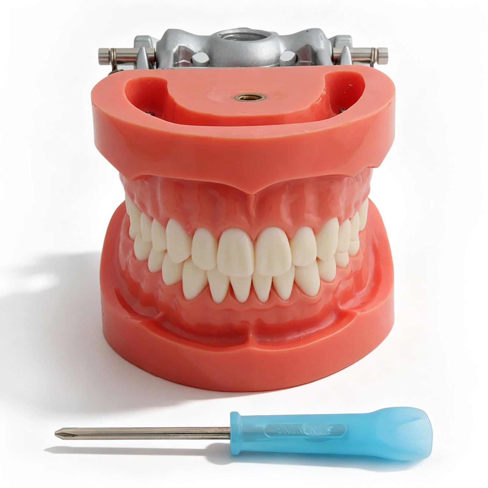 Modello Typodont Dentale con 32 Denti Rimovibili per Insegnamento e Pratica, 200 Tipi Ideale per Studio Odontoiatrico e Dimostrazione
