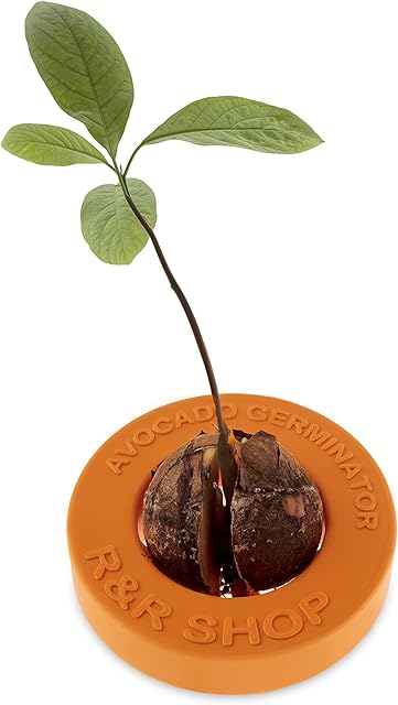 R&R SHOP Kiełkujące awokadoR - Pływający doniczka do kiełkowania awokado, zestaw do wzrostu nasion, w 100% nadający się do recyklingu plastik kukurydziany (Pomarańczowy)