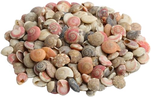 Opexicos 200 mini conchas en espiral para botella de vidrio, conchas de playa, manualidades, manualidades, accesorios de decoración del hogar,