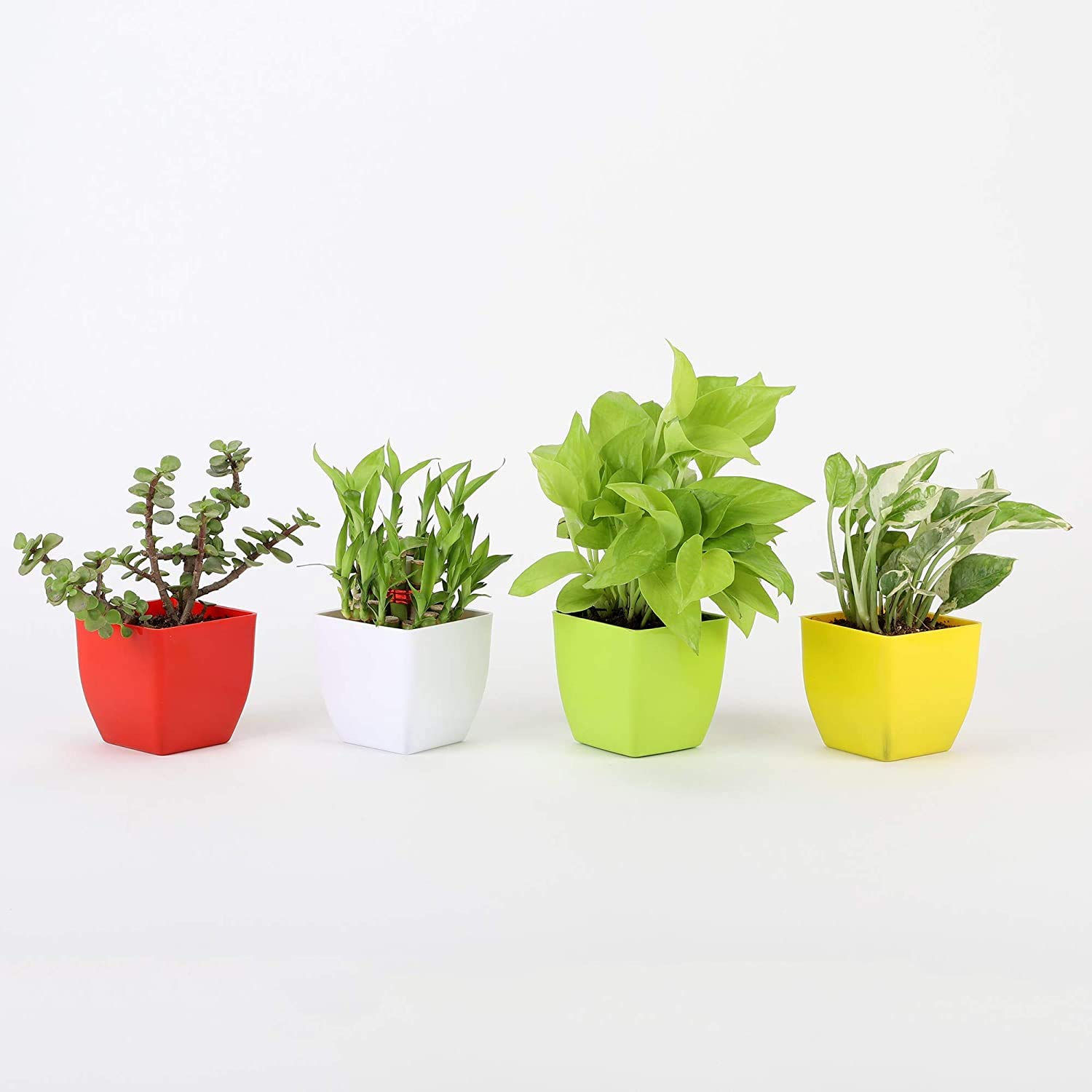 See full amazon price history chart for Vibrant Green Jade Plant, Two Layer Bamboo Plant, Gonden Money Plant, Pothos Plant in Multicolor Plastic Pot/Indoor Plants/Airpurifying Plants/Gift for Birthday Home Decor Vibrant Green Jade Plant, Two Layer Bamboo Plant, Gonden Money Plant, Pothos Plant in Multicolor Plastic Pot/Indoor Plants/Airpurifying Plants/Gift for Birthday Home Decor (B08K1R9NRR) Amazon Price History, Amazon Price Tracker