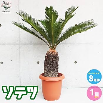 k*o様 ソテツ　観葉植物　8号　約85センチ 楽天市場】観葉植物 ソテツ 蘇鉄 8号鉢苗 大型種類 大きい