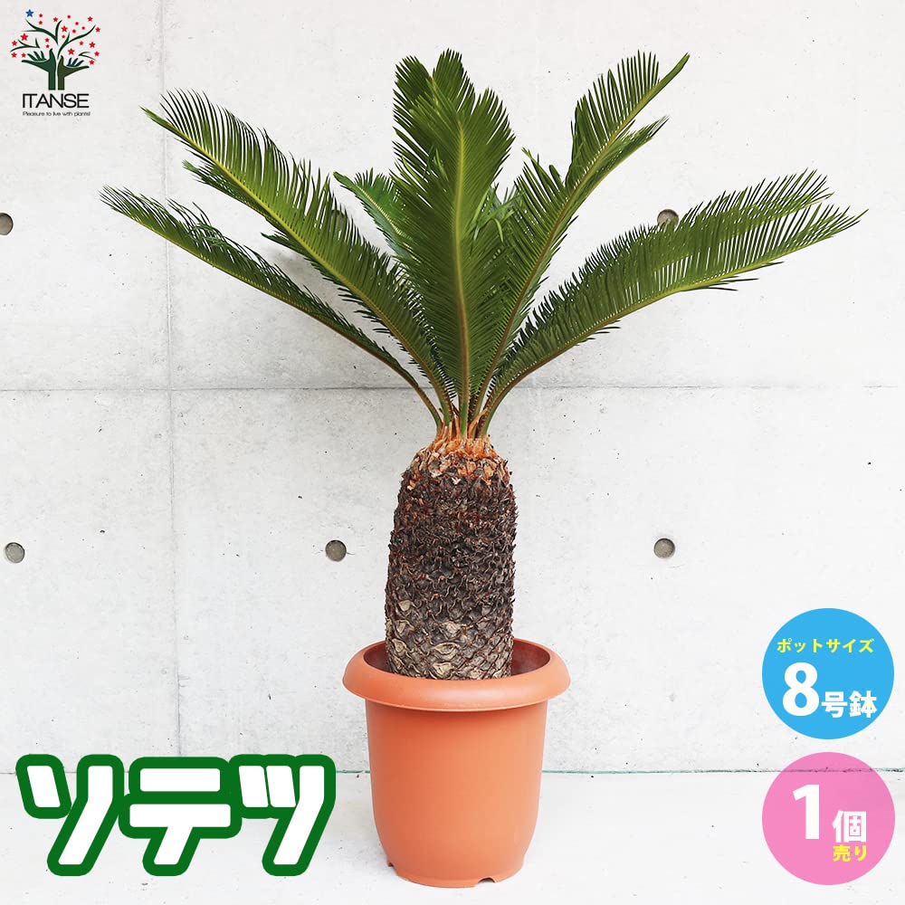 Amazon｜ソテツ 8号鉢大苗【品種で選べる観葉植物・リビングや