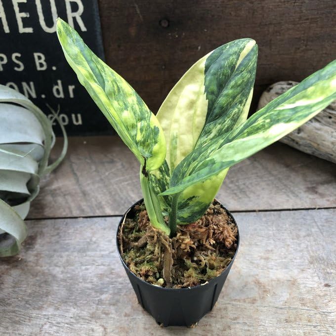 Amazon | モンステラ カルステニアナム (ペルー) 斑入 「Monstera