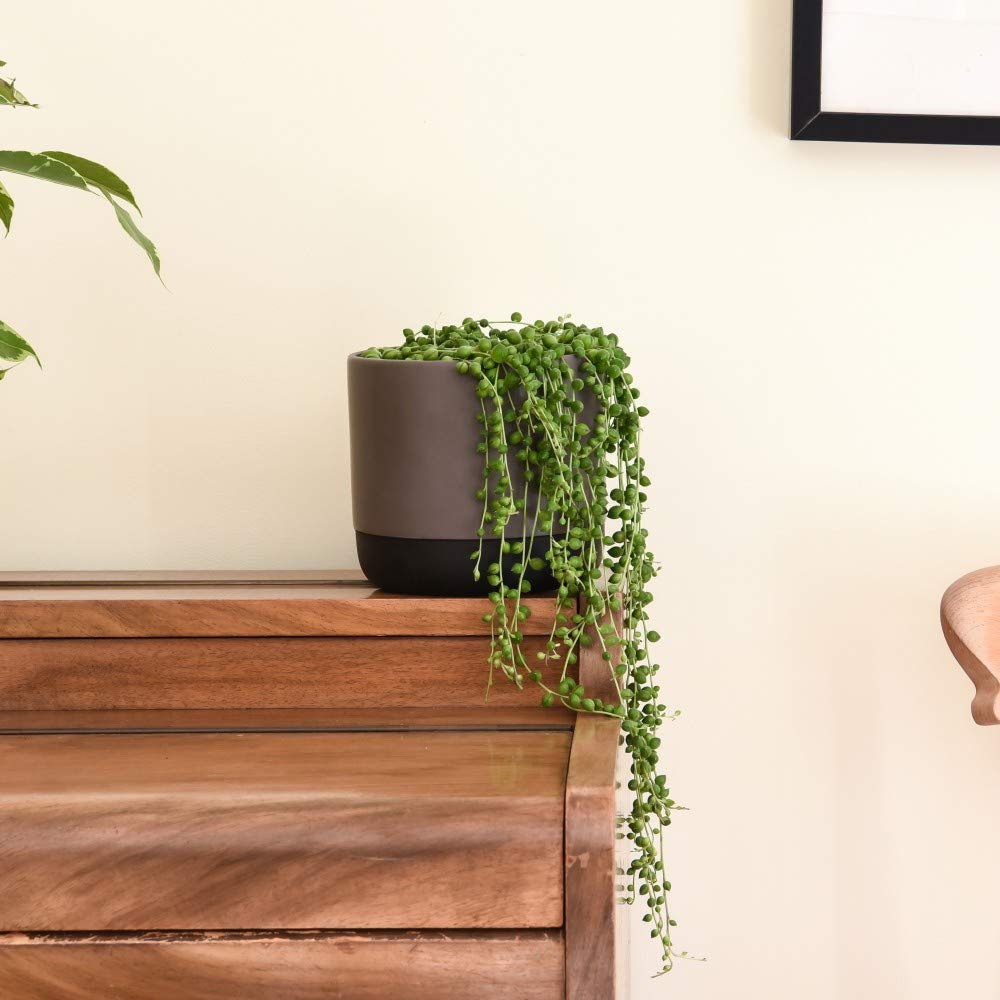 Buy String of Pearls Succulent House Senecio with a Trailing Habit and