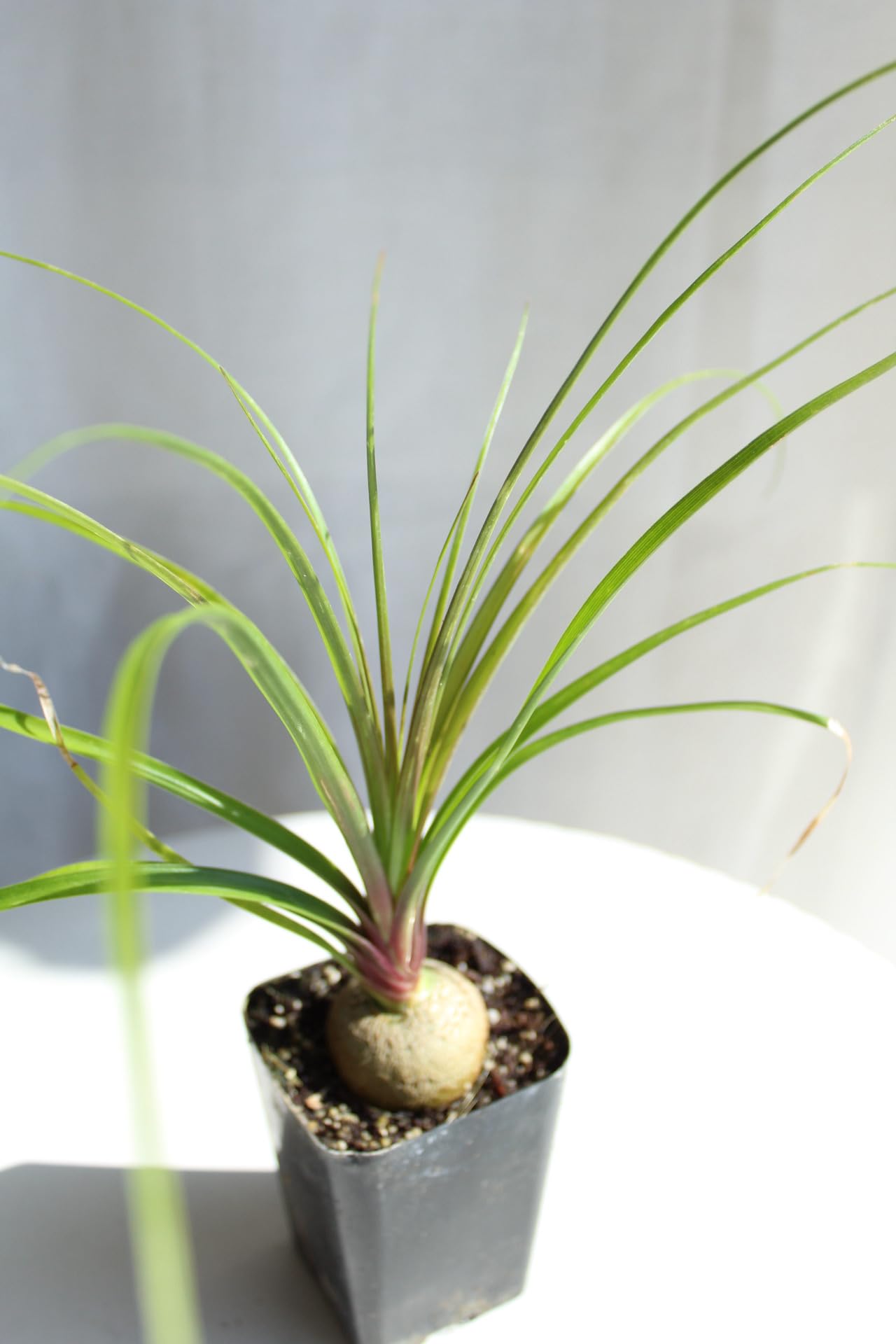 Amazon.com : Ponytail Palm Live Plant, Beaucarnea Recurvata