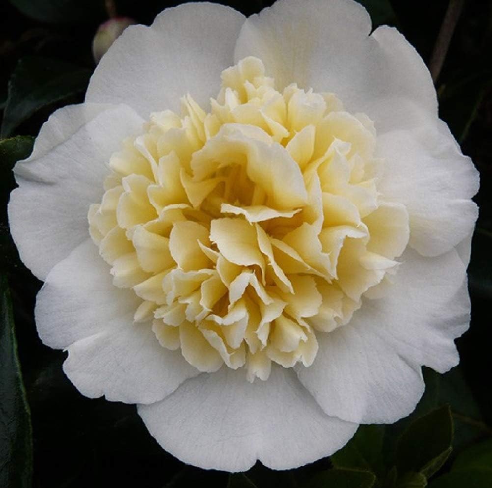 Camelia Jury's Yellow