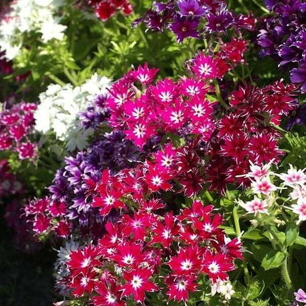 See full amazon price history chart for Create a Beautiful and Fragrant Garden with Phlox Beauty Mix Flower Seeds Dwarf Hybrid Blend with High Germination for Stunning Blooms Create a Beautiful and Fragrant Garden with Phlox Beauty Mix Flower Seeds Dwarf Hybrid Blend with High Germination for Stunning Blooms (B0B82J846T) Amazon Price History, Amazon Price Tracker