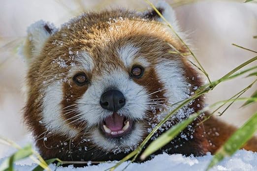 Amazon Co Jp レッサーパンダの壁紙 動物の壁紙 キャンバス ステッカー 印刷 壁紙ポスター はがせるシール式 写真 特大 絵画 壁飾り50cmx33cm Diy 工具 ガーデン