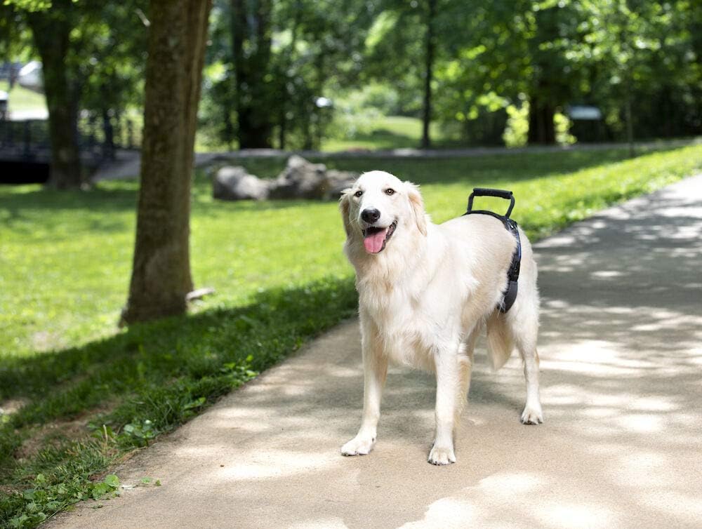 PetSafe CareLift Rear Support Harness - Lifting Aid with Handle and Shoulder Strap - Great for Pet Mobility and Older Dogs - Comfortable, Breathable Material - Easy to Adjust,Black,Large : Pet Harnesses : Pet Supplies