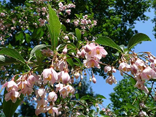 Pink Japanese Snowbell Tree - Fragrant Flowers 'Pink Chimes' 1 - Year Live Plant #TOP6