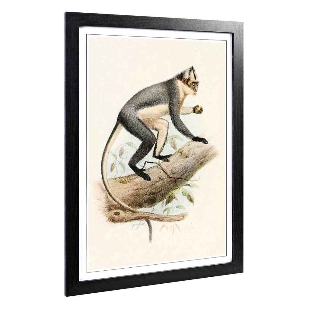 Big Box Art Framed Print of Vintage Smit. Joseph Thomas's Douc Design | Wall Art Picture | Home Decor for Kitchen, Living Room, Bedroom, Hallway, Black, A2 / 24.5x18 Inch / 62x45cm