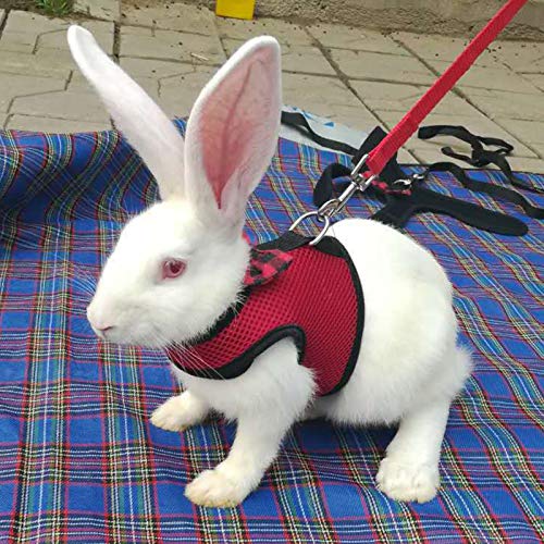 KingbeefLIU Guinzaglio da Trazione Coniglio