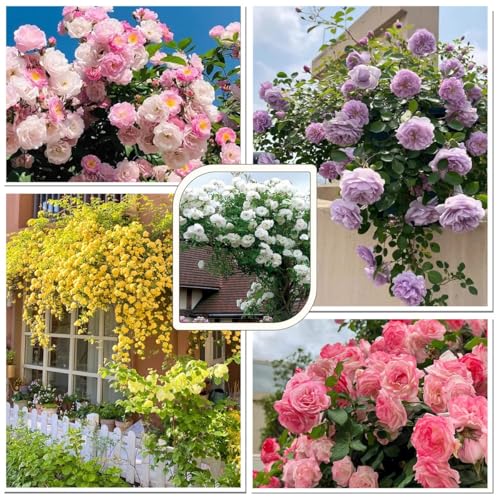 500 Graines de Rosier Grimpant, Graines de Roses de Couleurs